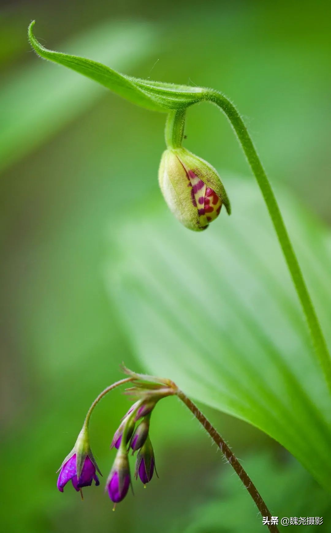 各个季节的野生兰花,北京百花山野生兰花图片