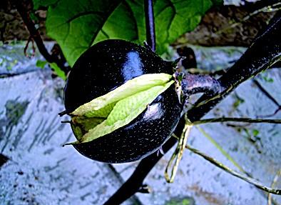 茄子畸形怎么办,茄子弯果多畸形果多的原因是什么