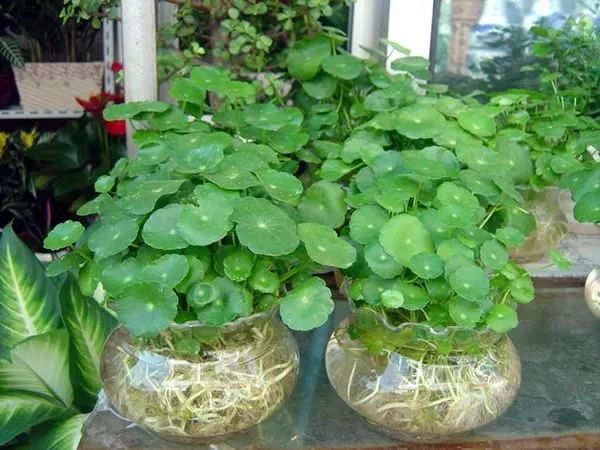 铜钱草爆盆的正确方法,如何让铜钱草快速爆盆