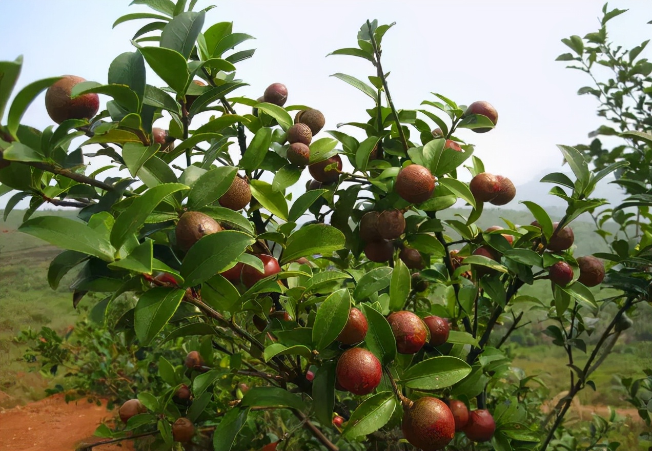 现在正值油柑采摘季节,山茶油采摘季节
