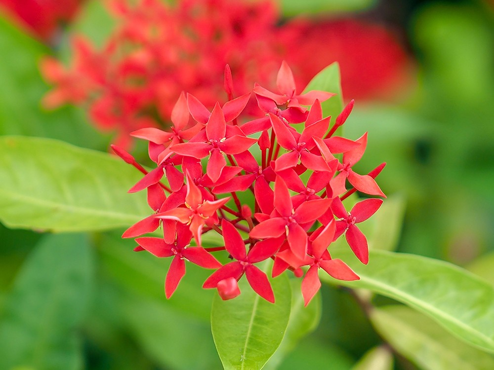 olympus濂ユ灄宸存柉e-m1markiii涓変唬,濂ユ灄宸存柉e-m1markii鍜宔-m1markiii