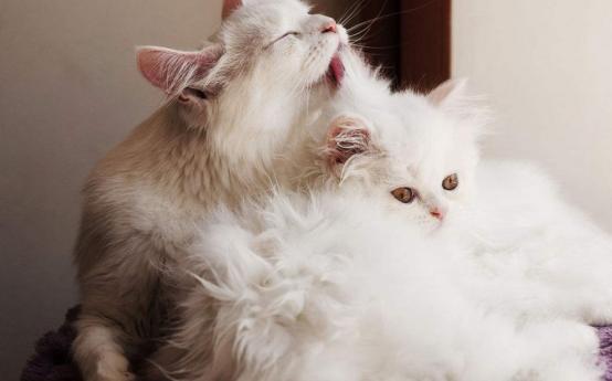 猫毛会被婴儿吸进肺部吗,家人对猫毛过敏能养猫吗