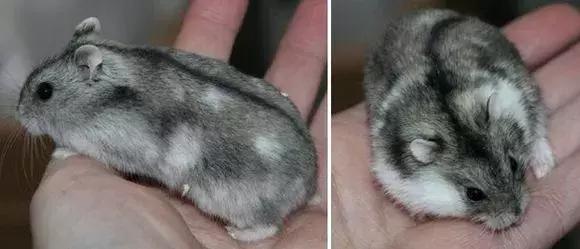 坎贝尔仓鼠和加卡利亚仓鼠,仓鼠生育的小仓鼠种类