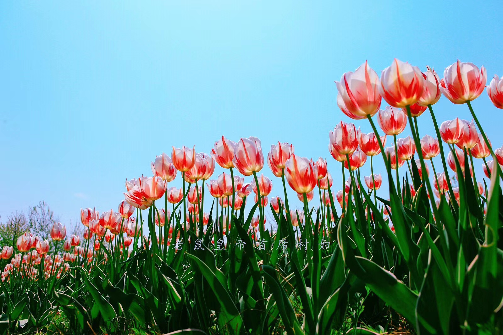 郁金香是荷兰的国花代表永恒的爱,为什么荷兰要把郁金香定为国花