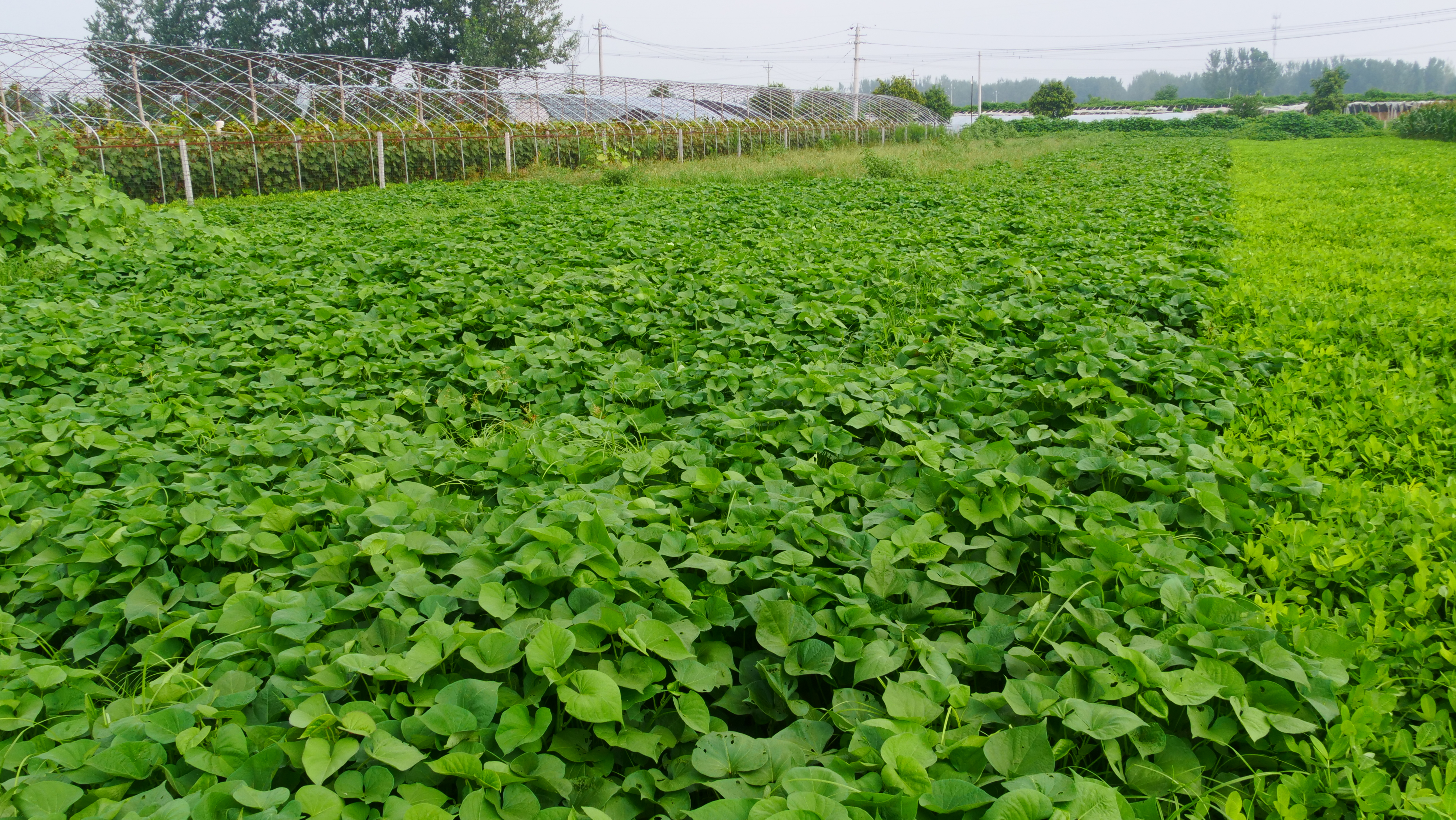 大红薯品种怎么种才大个,种大红薯的方式是怎样的