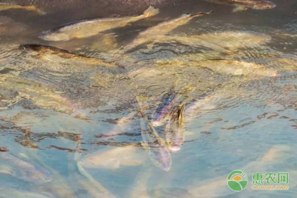 养殖黄花鱼的价格多少钱一斤啊,养殖黄花鱼与天然黄花鱼的鉴别