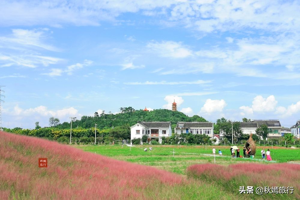 常熟粉黛花海景点,常熟市油菜花田