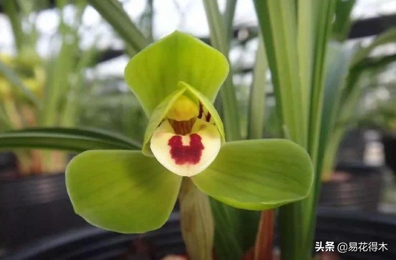 春兰荷瓣几大名品,春兰环球荷鼎和大富贵的区别