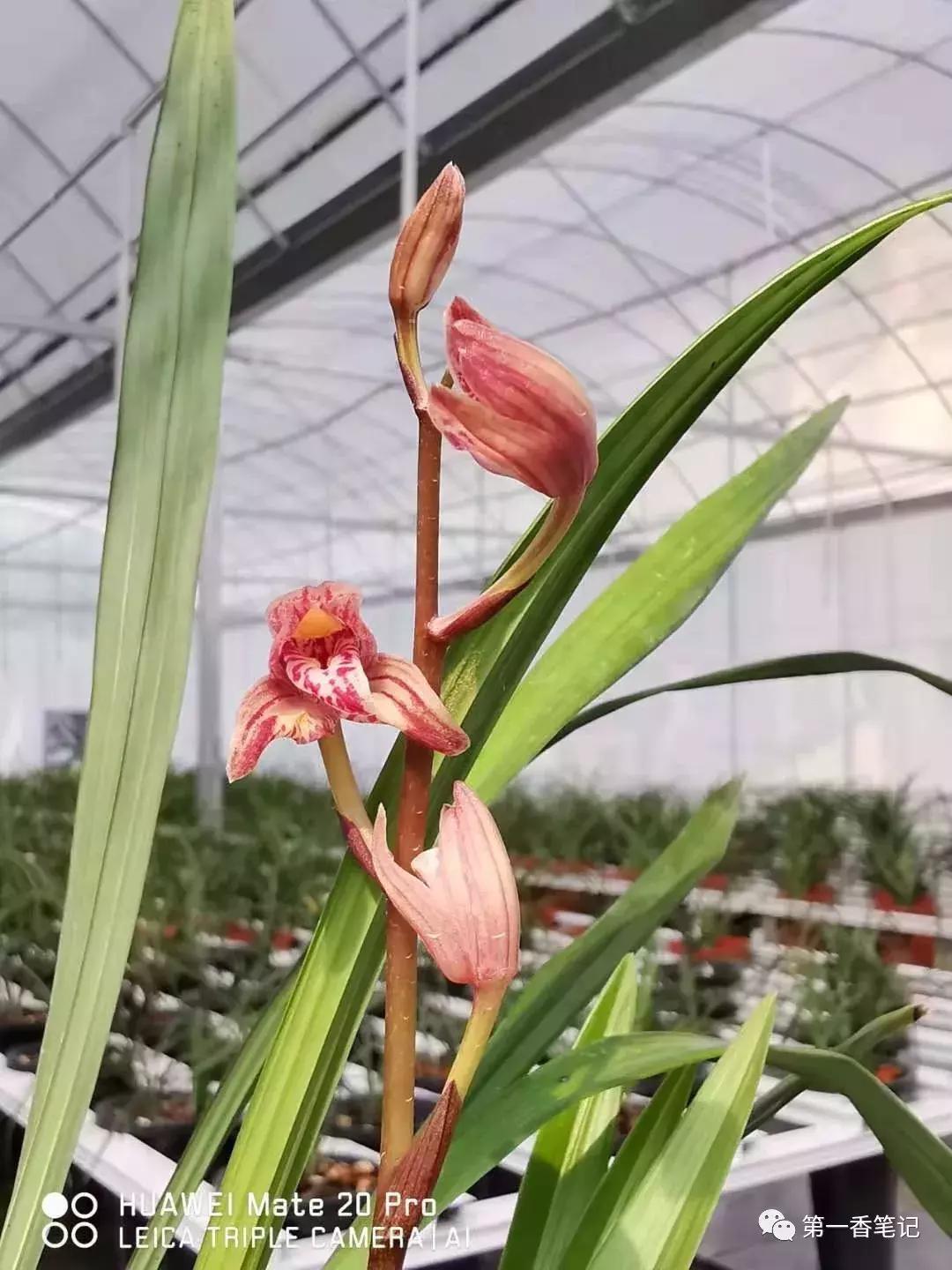 568:自强不息的兰花