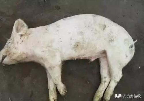 猪圆环病毒病对猪群的危害有多大,猪圆环病毒渗出性皮炎怎么治疗