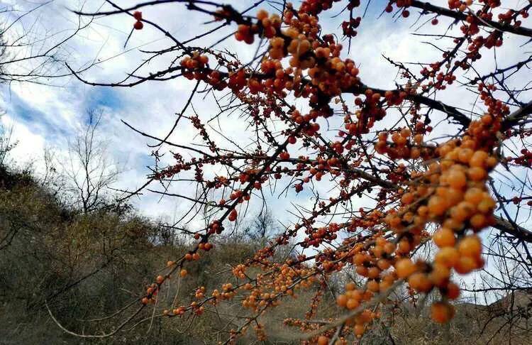 植物百科知识大全儿童,植物百科app