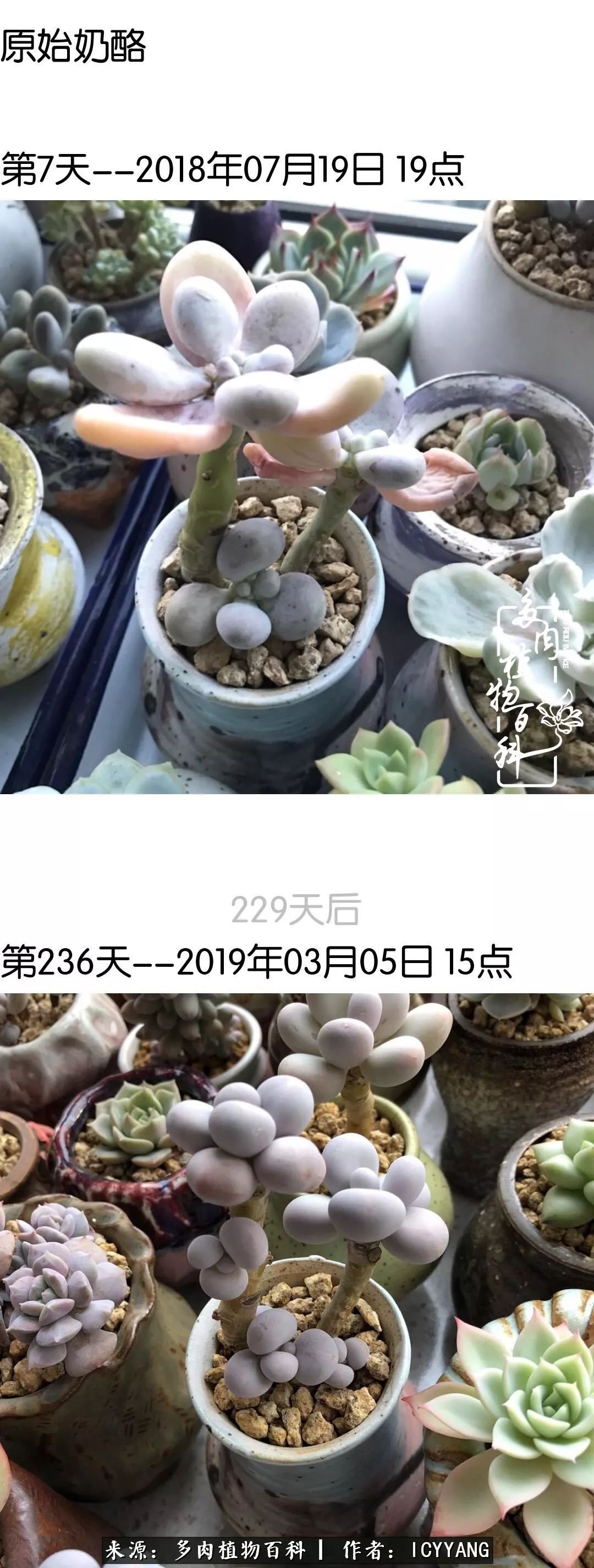 多肉隔着玻璃晒太阳效果好吗,隔着玻璃养的多肉照样长得好