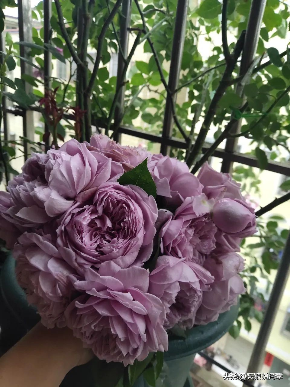 月季花是时候展现真正的技术了 (开春的第一波月季花就这么过去了)