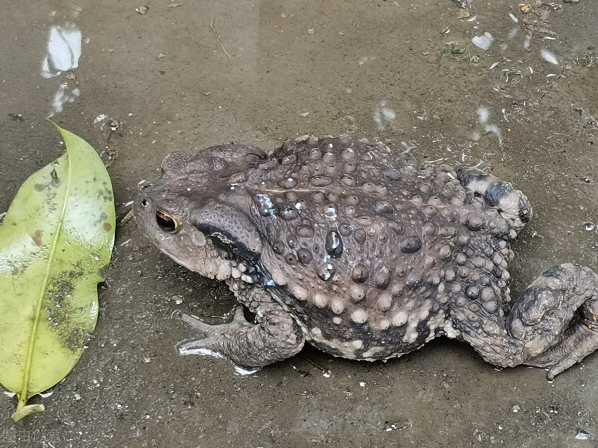 抓8000只蟾蜍，江苏男子获利近百万，背后是怎样隐蔽的“黑产”？