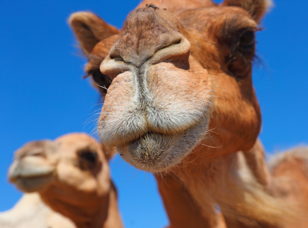 为了交配会将自己“胃”吐出，骆驼的冷知识你知道吗？