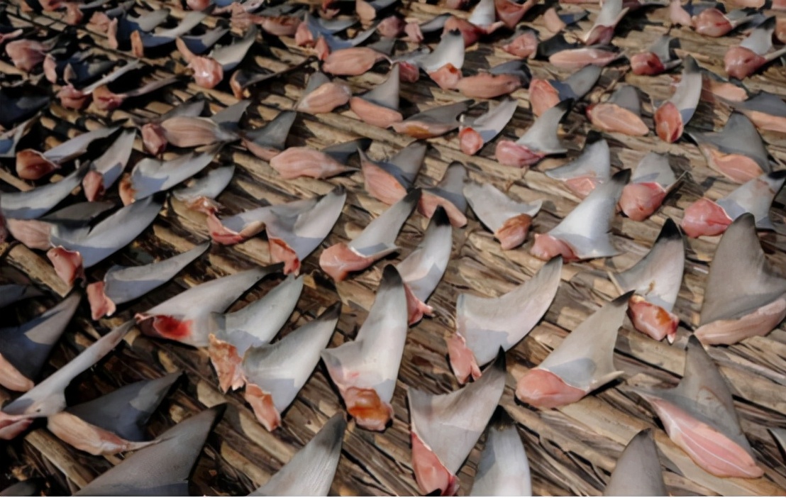 哥伦比亚最新抓捕消息,哥伦比亚抓捕犯