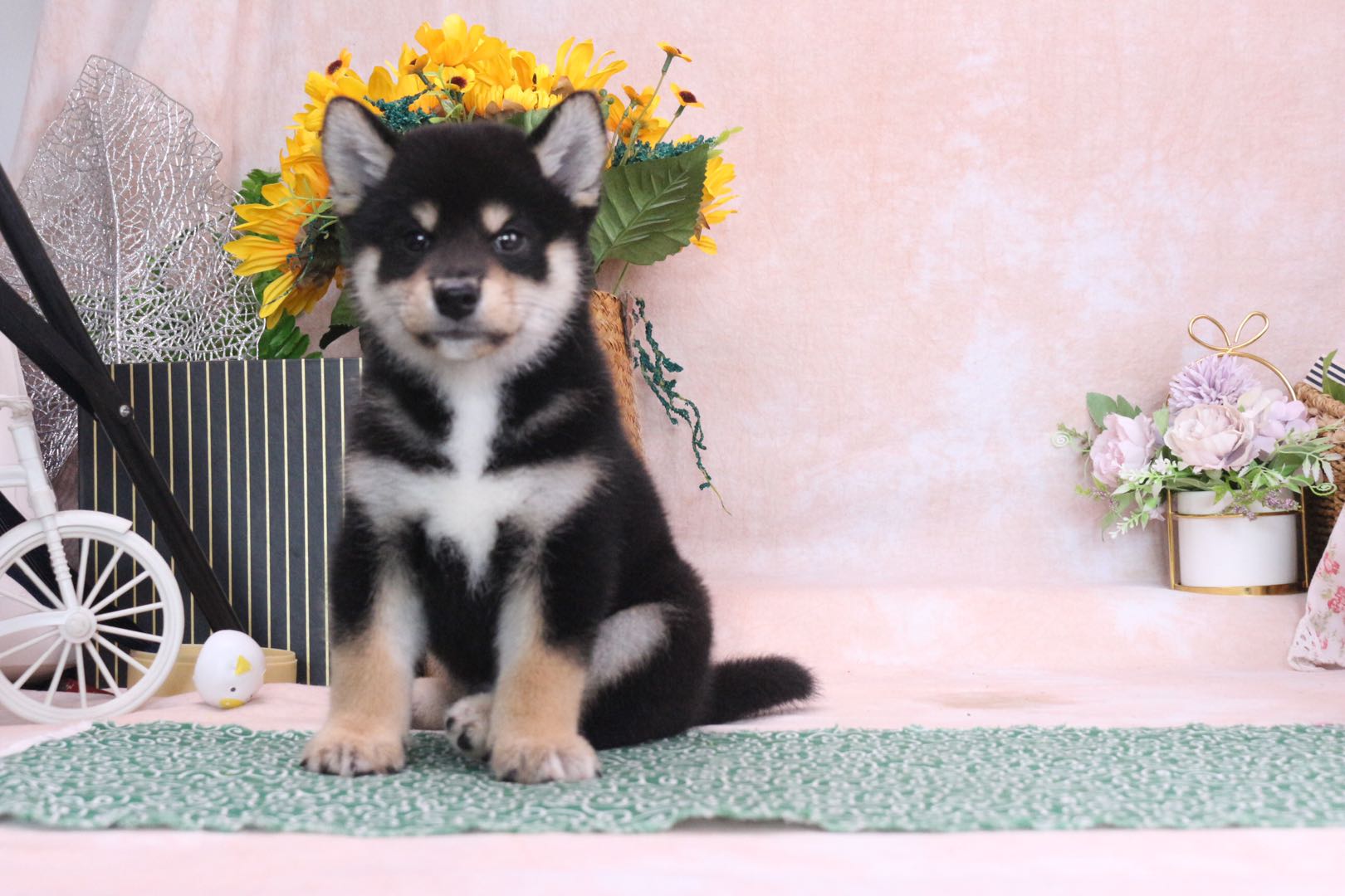 宠物狗卖家总说纯种,纯种柴犬3元一只