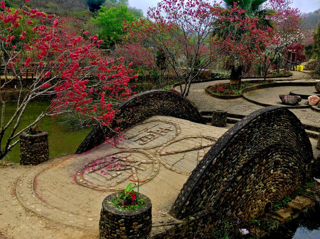 广东看樱花旅游景点推荐,广东樱花打卡景点