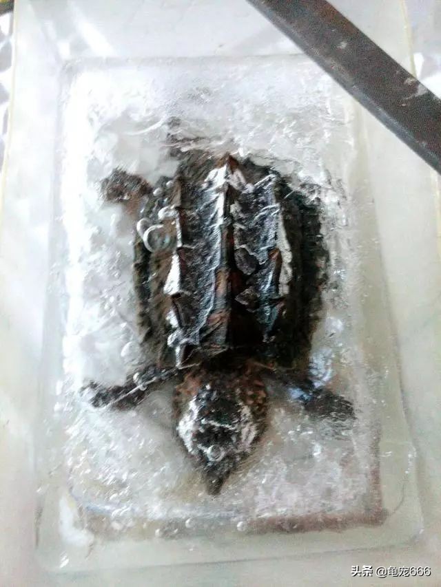 龟冻伤怎么办,龟冻僵了怎么救