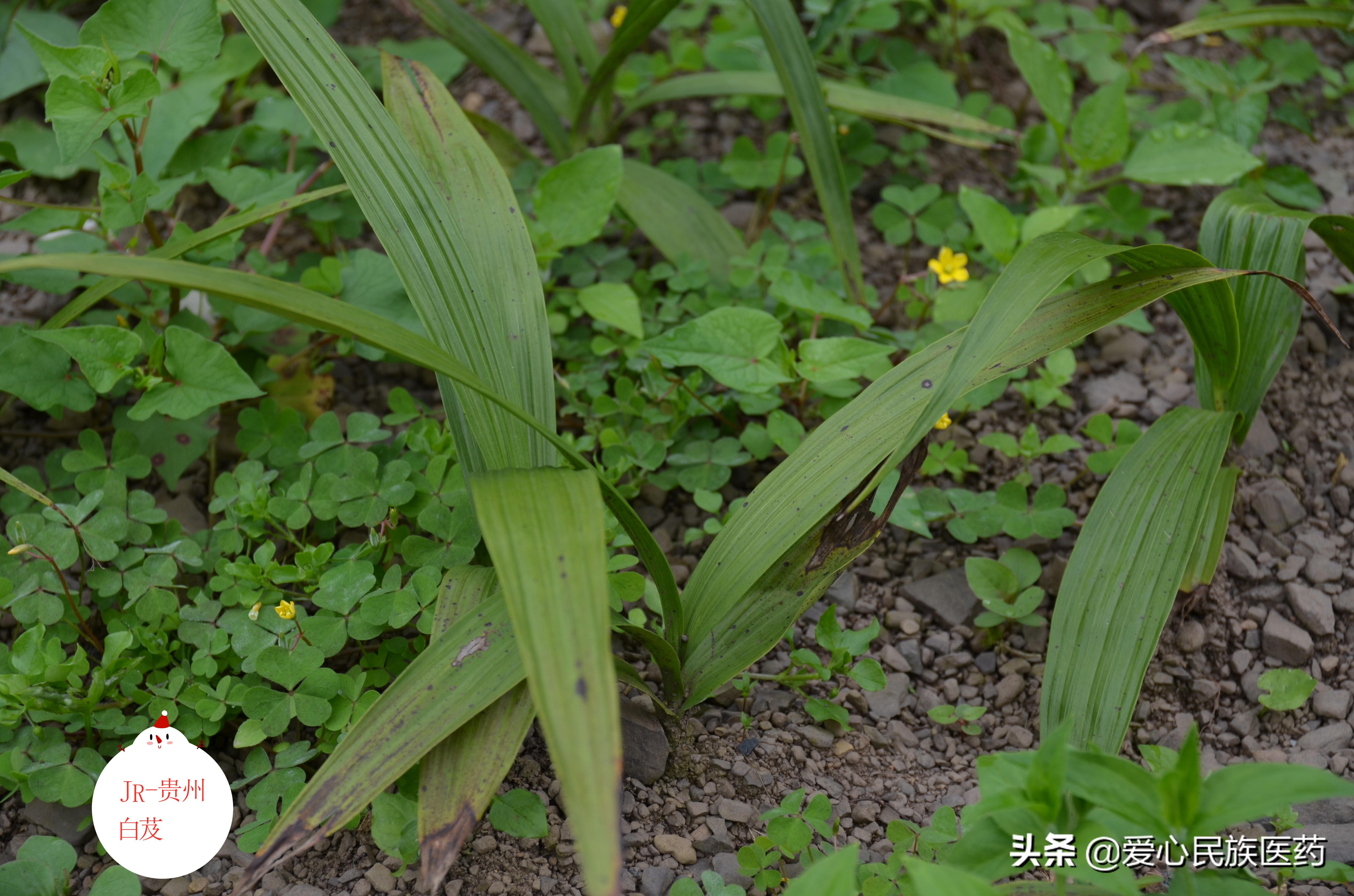 新鲜白芨中药的美容作用和功效,中药白芨的美容作用与功效图片
