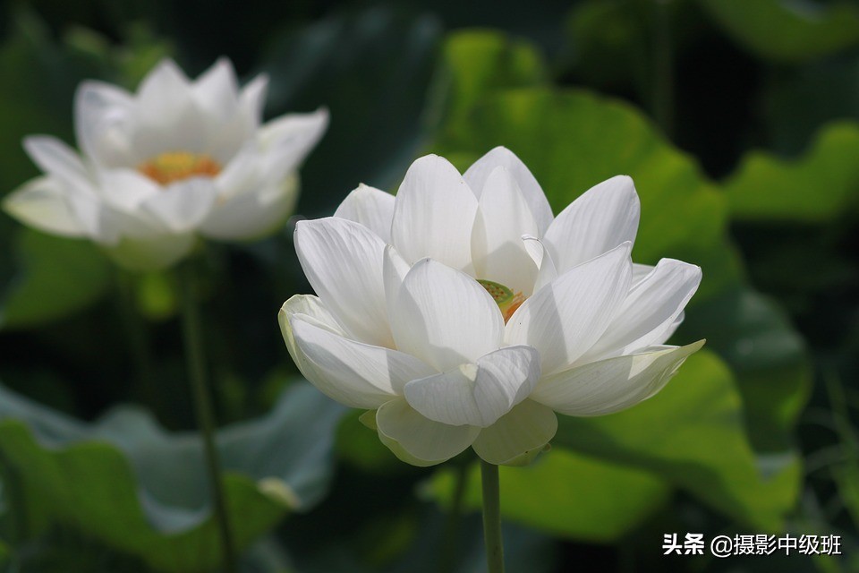 摄影新手自学教程,摄影如何自学