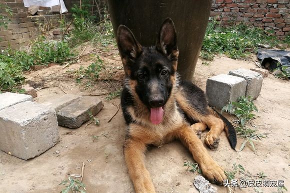 德牧被主人关在门外,德牧看门晚上有人路过