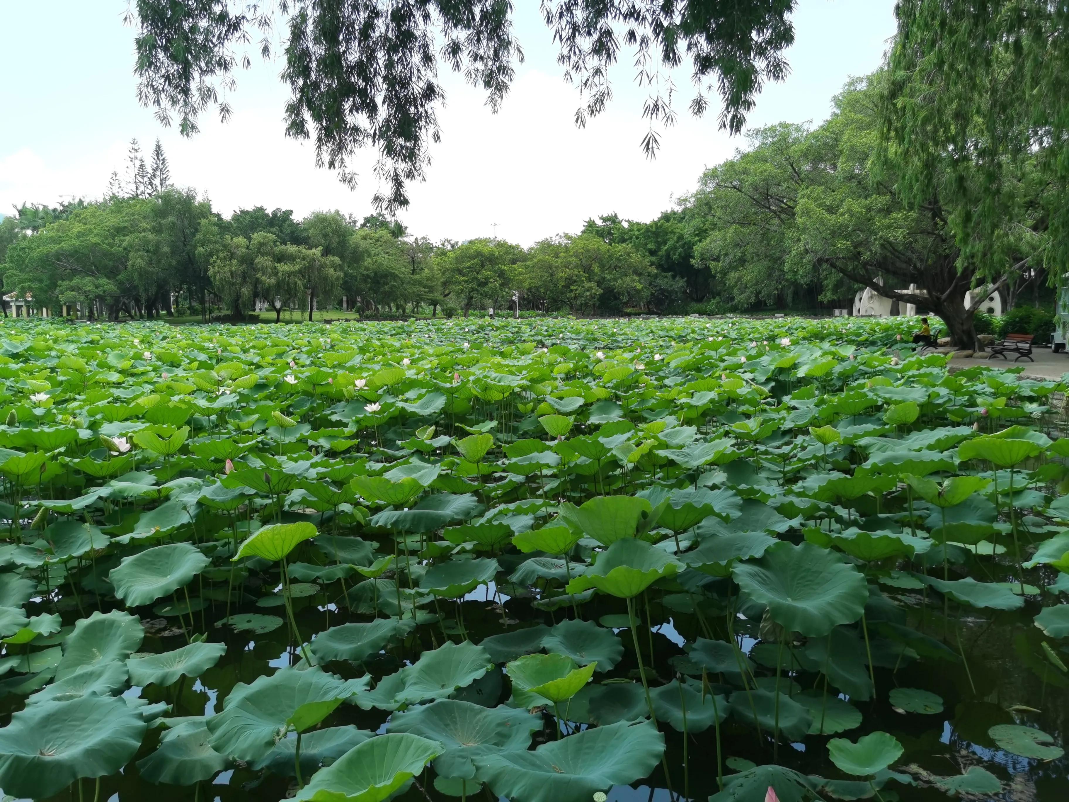 深圳洪湖公园荷花地址,深圳洪湖公园荷花排名