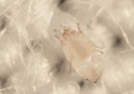 秋冬天，用中草药做个神器，螨虫与霉菌不会客气了