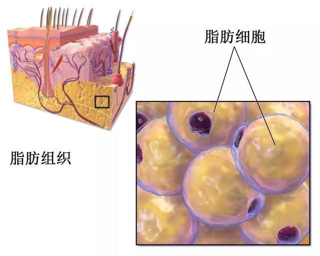 减肥脂肪是从哪里排出,减肥脂肪是怎么排出体外