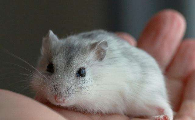 冬天如何预防仓鼠得湿尾症,仓鼠在夏天多少度仓鼠会中暑