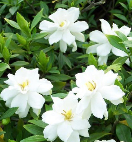 栀子花开的路口小说,栀子花开的路上