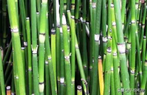 稻田地里长野草,稻田的野草可以当草药吗