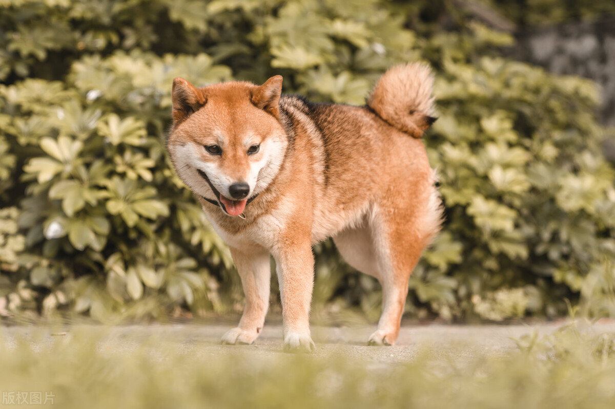 因表情包走红网络,网红柴犬表情包我只想拥有快乐