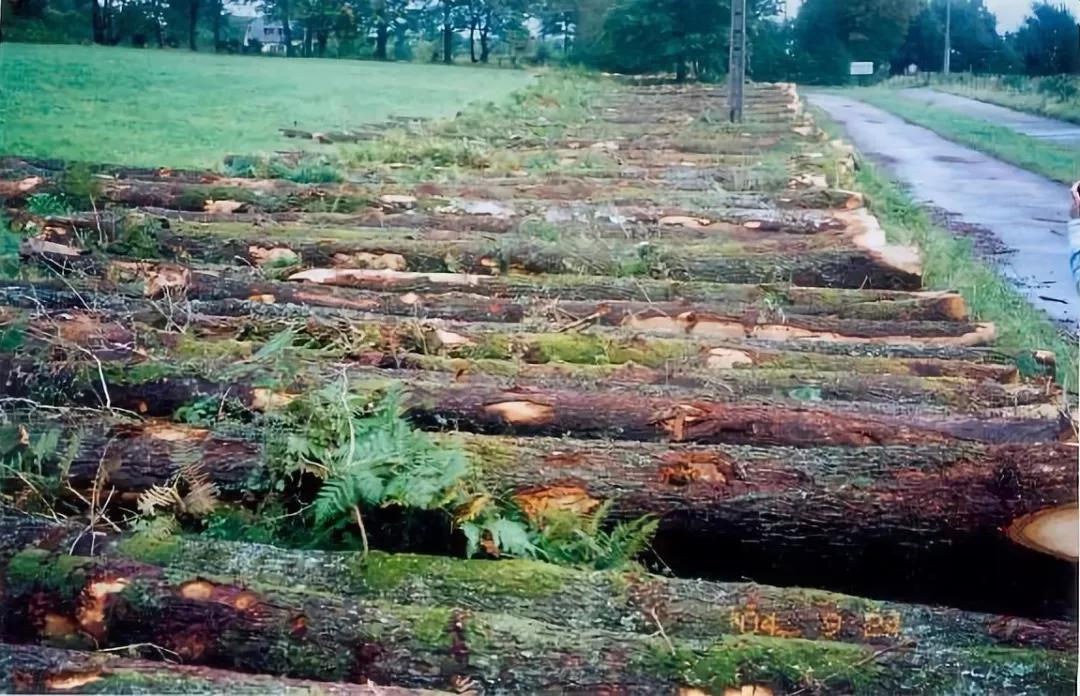 红橡和胡桃木床哪种好,红橡和白橡实木家具价格