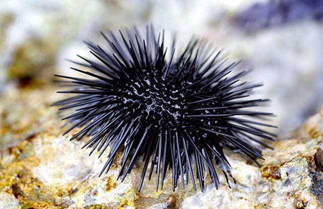 海胆的养殖,世界海胆养殖