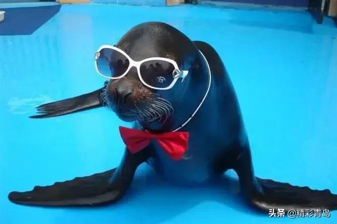 青岛极地海洋公园表演时刻表,青岛极地海洋公园白鲸