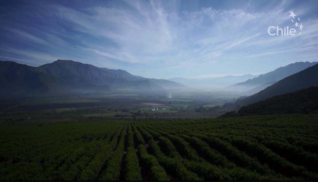 从南美的秘鲁进口水果到中国,秘鲁牛油果是哪里的