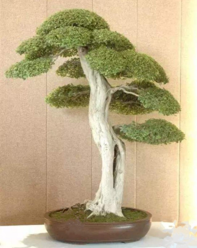 农村山上制作盆景的老树桩,农村盆景原材料