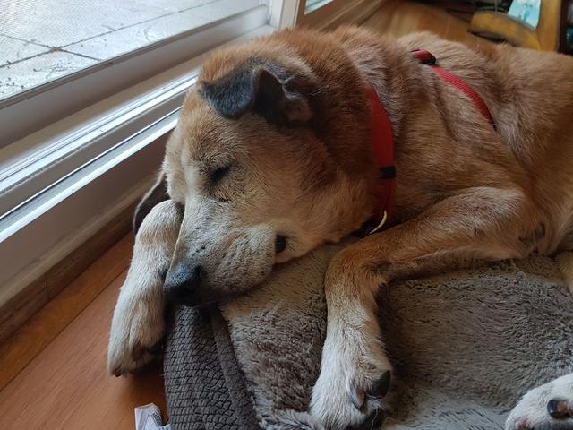 狗狗在什么情况下会有寄生虫,狗狗体内有寄生虫会出现哪些症状