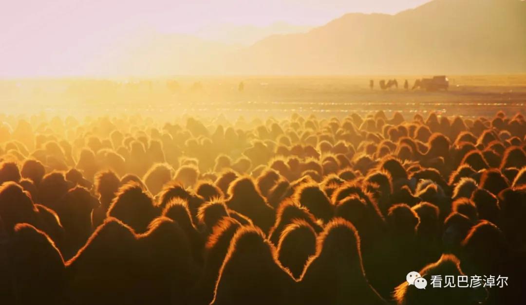 戈壁红驼，乌拉特草原上的珍珠