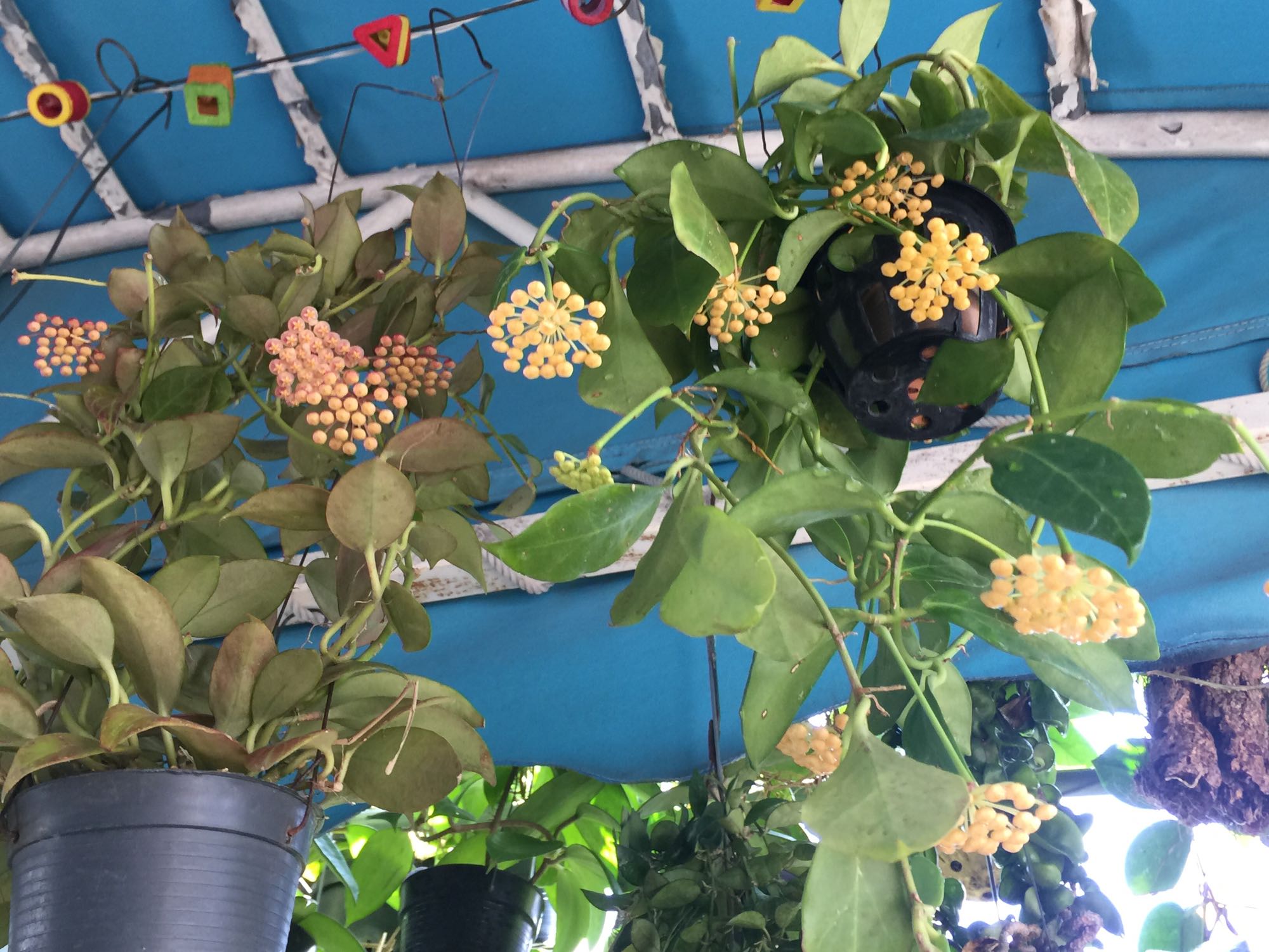 室内养花，养棵“苏奈”球兰吧，皮实好养，开花勤奋，花香飘满屋