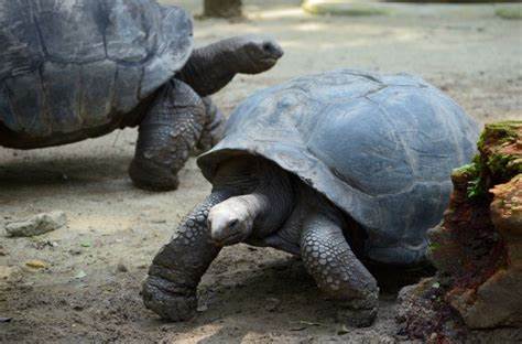 好罕见！野生乌龟捕食雏鸟，一口咬死为什么草食动物开始吃肉了？