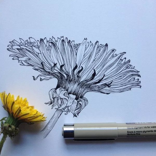 简单针管笔手绘花,简单易学针管笔手绘