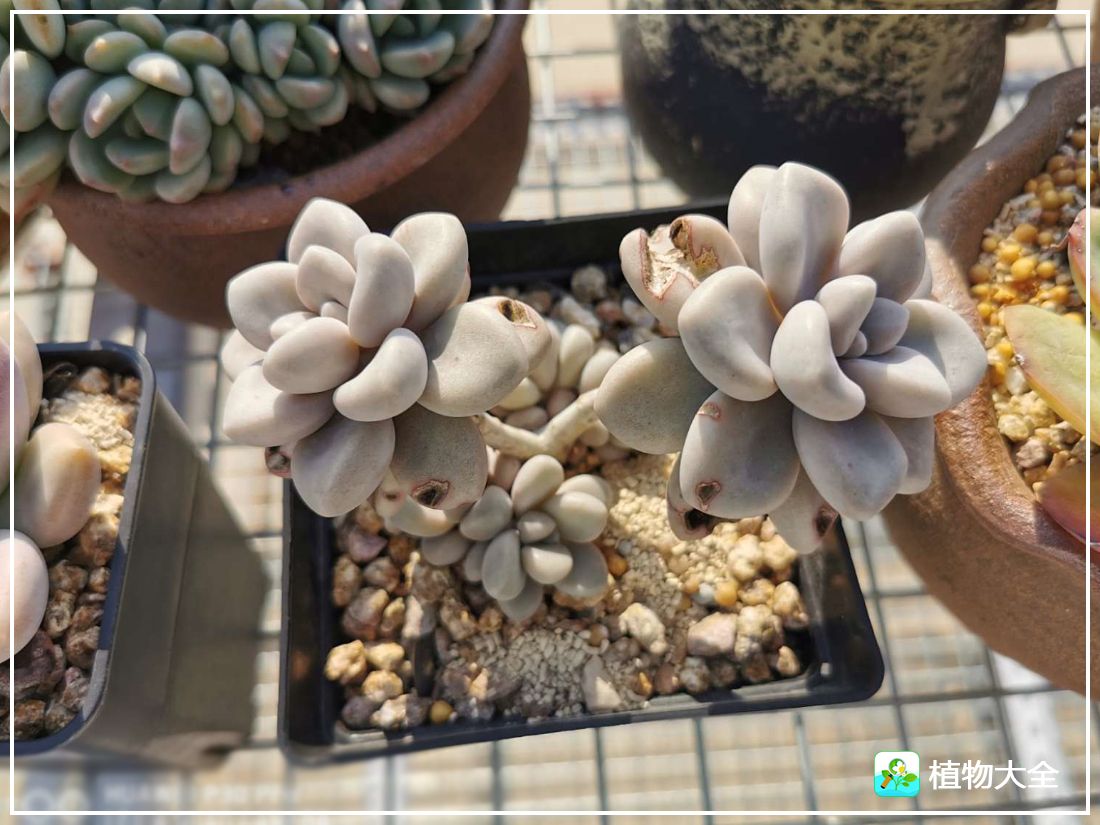 多肉植物艾伦视频,多肉植物艾伦价位