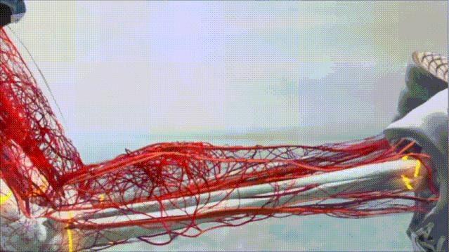 青春期身体长高办法有哪些,哪些青春期特征意味着停止长高