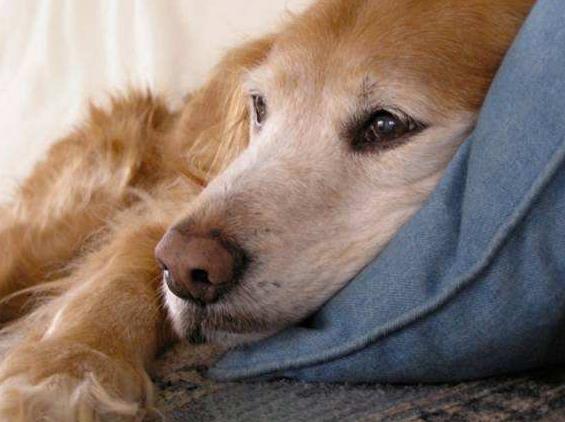 狗狗晚上睡觉一直嗯叫是怎么回事,狗狗一天到晚睡觉是什么原因