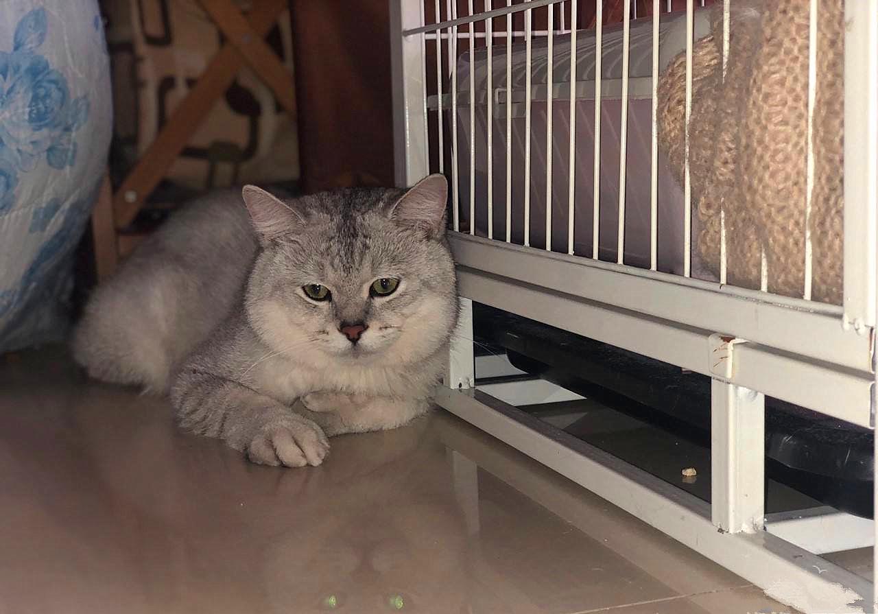 猫咪外出需要准备什么,春节留守猫咪的喂养攻略