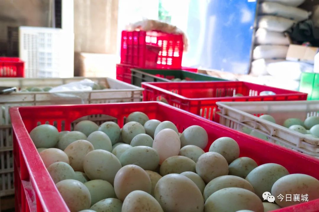 襄城县：吹起了“集结号”，唱起了“凤还巢”