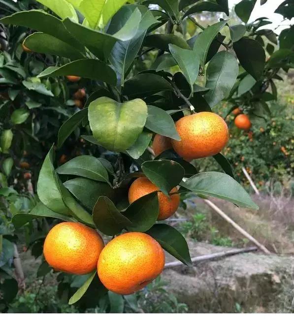 贡桔蜜橘沙糖桔,贡柑沙糖桔