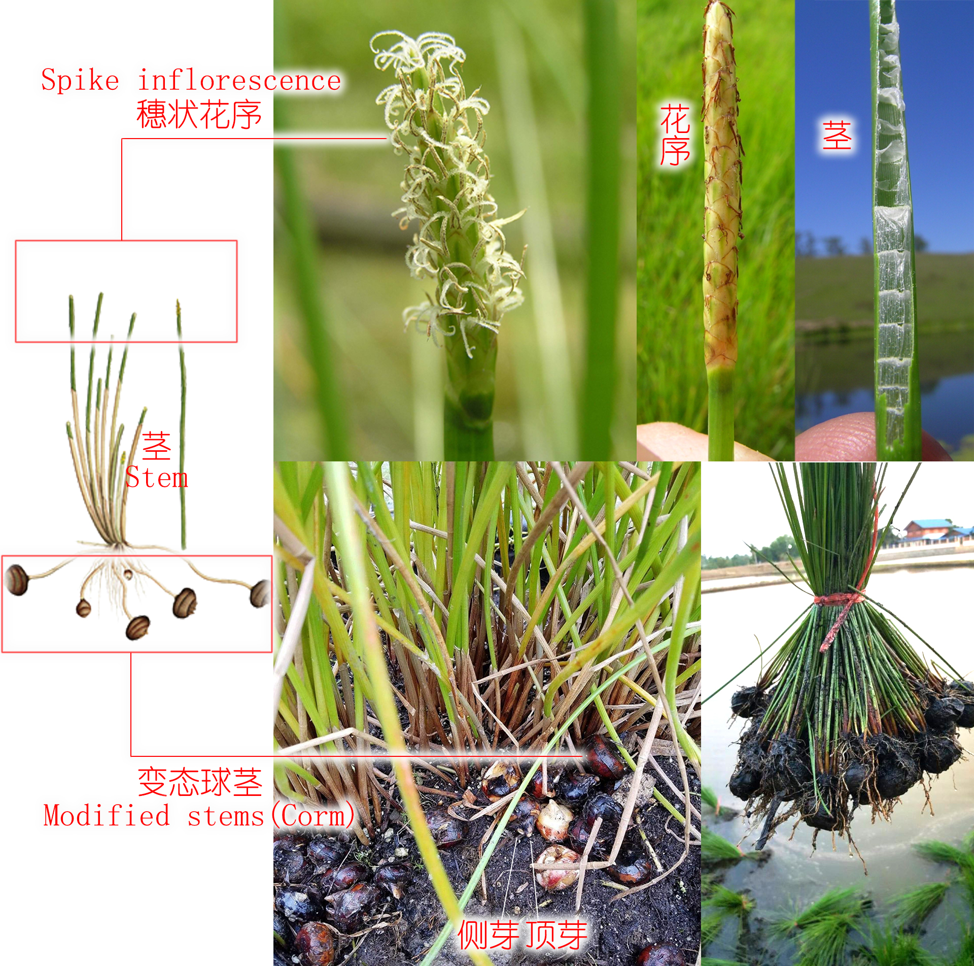 探索荸荠︱以及西关“泮塘五秀”是什么、何为江南“水八仙”?